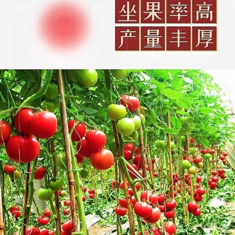 草莓番茄苗/铁皮柿子苗/口感番茄苗/蔬菜苗/种苗