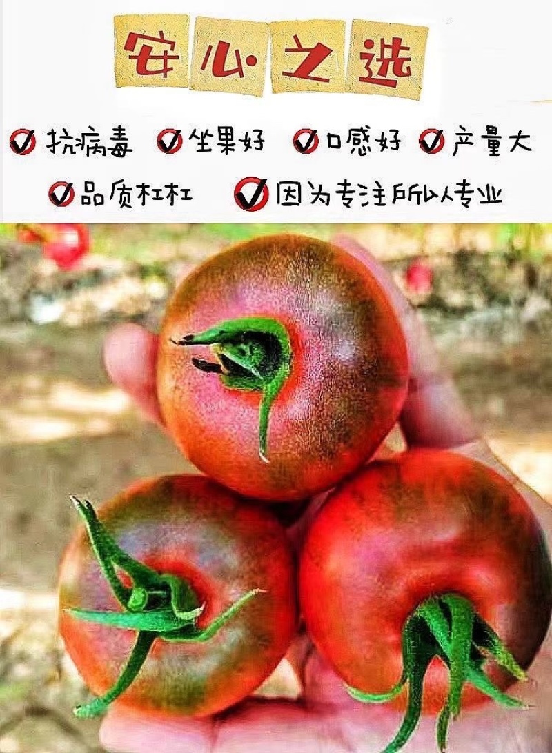 草莓番茄苗/铁皮柿子苗/口感番茄苗/蔬菜苗/种苗