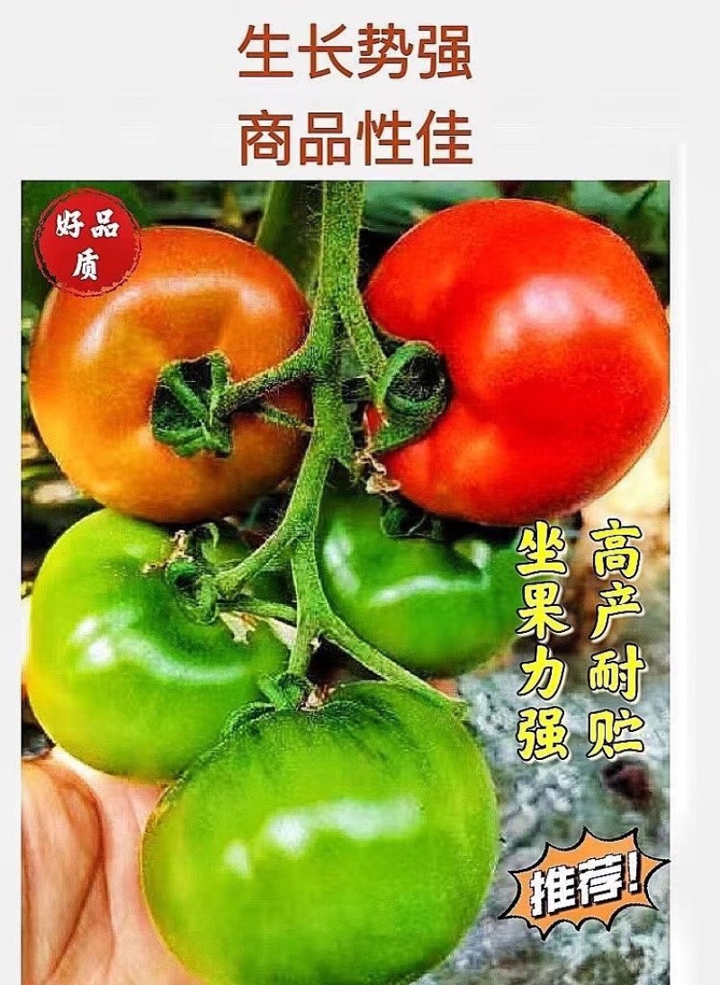 草莓番茄苗/铁皮柿子苗/口感番茄苗/蔬菜苗/种苗