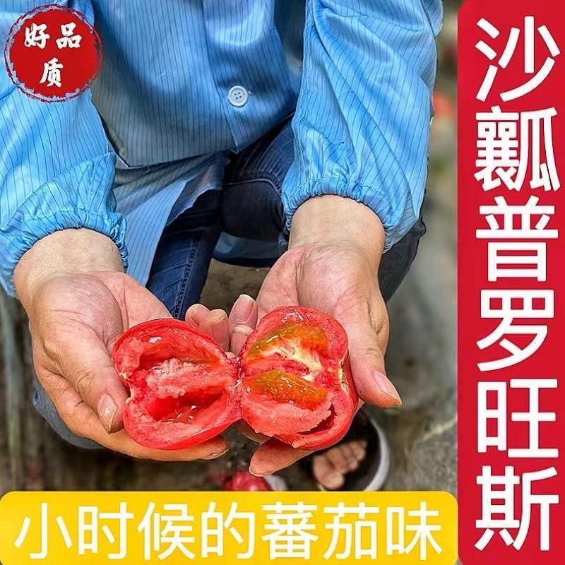 普罗旺斯番茄苗/口感番茄苗/普罗旺斯西红柿苗/西红柿苗