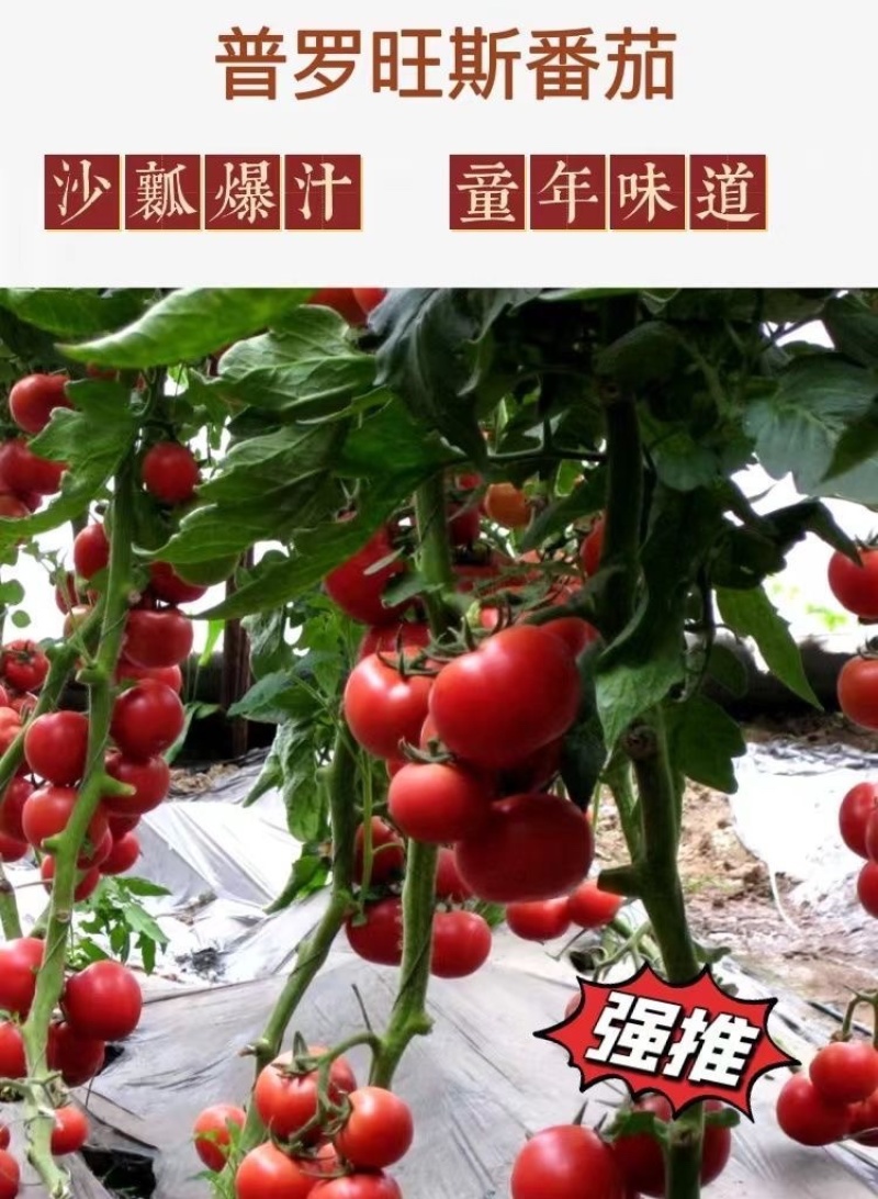 普罗旺斯番茄苗/口感番茄苗/普罗旺斯西红柿苗/西红柿苗