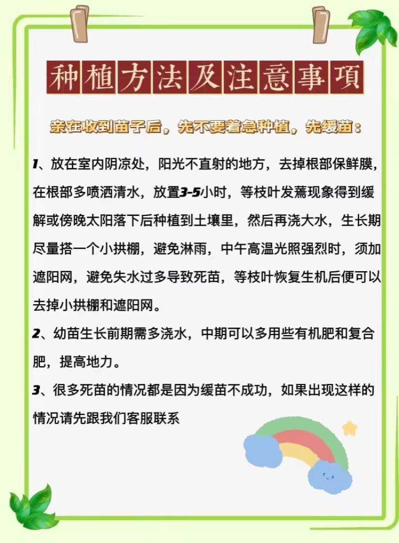 普罗旺斯番茄苗/口感番茄苗/普罗旺斯西红柿苗/西红柿苗