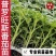 普罗旺斯番茄苗/口感番茄苗/普罗旺斯西红柿苗/西红柿苗