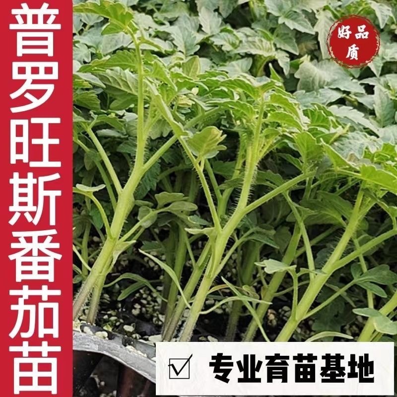 普罗旺斯番茄苗/口感番茄苗/普罗旺斯西红柿苗/西红柿苗