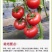 普罗旺斯番茄苗/口感番茄苗/普罗旺斯西红柿苗/西红柿苗