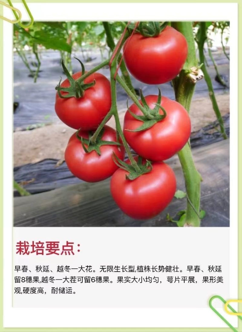 普罗旺斯番茄苗/口感番茄苗/普罗旺斯西红柿苗/西红柿苗
