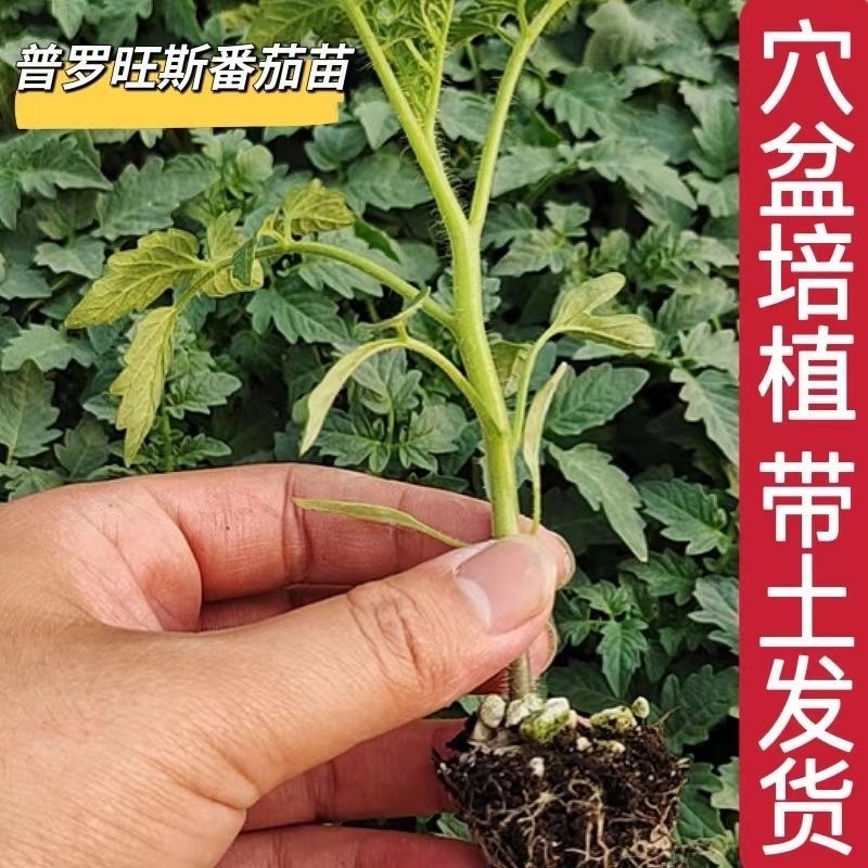 普罗旺斯番茄苗/口感番茄苗/普罗旺斯西红柿苗/西红柿苗