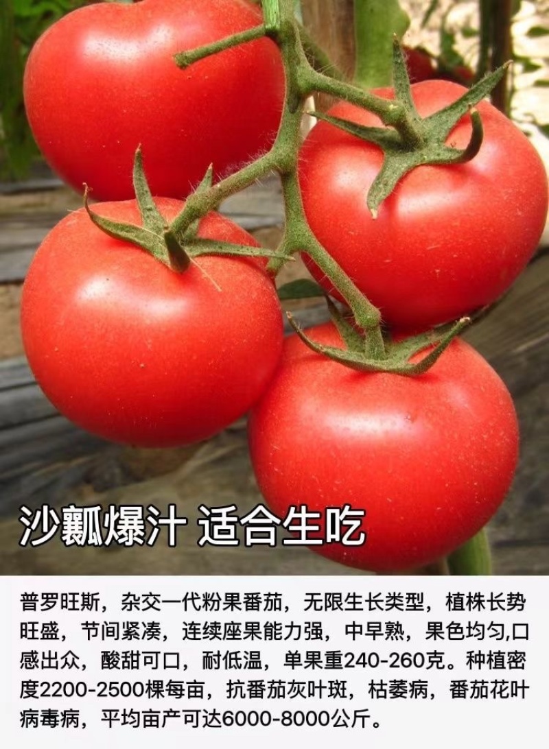 普罗旺斯番茄苗/口感番茄苗/普罗旺斯西红柿苗/西红柿苗