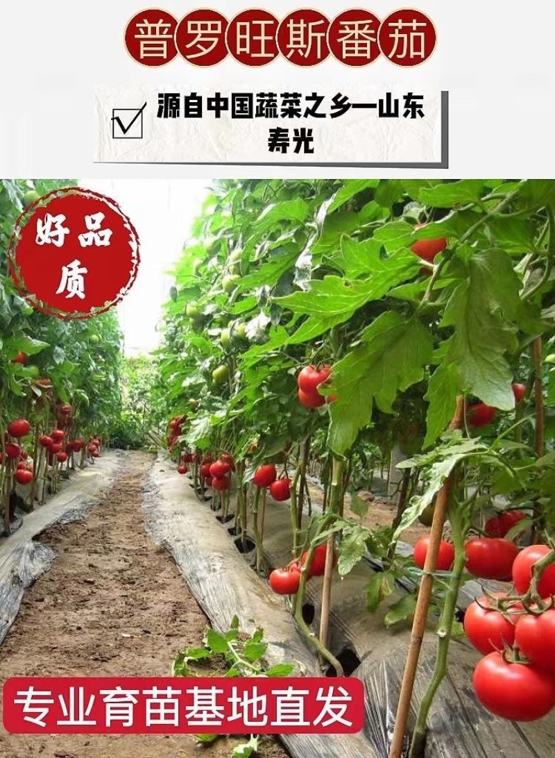 普罗旺斯番茄苗/口感番茄苗/普罗旺斯西红柿苗/西红柿苗