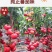 普罗旺斯番茄苗/口感番茄苗/普罗旺斯西红柿苗/西红柿苗
