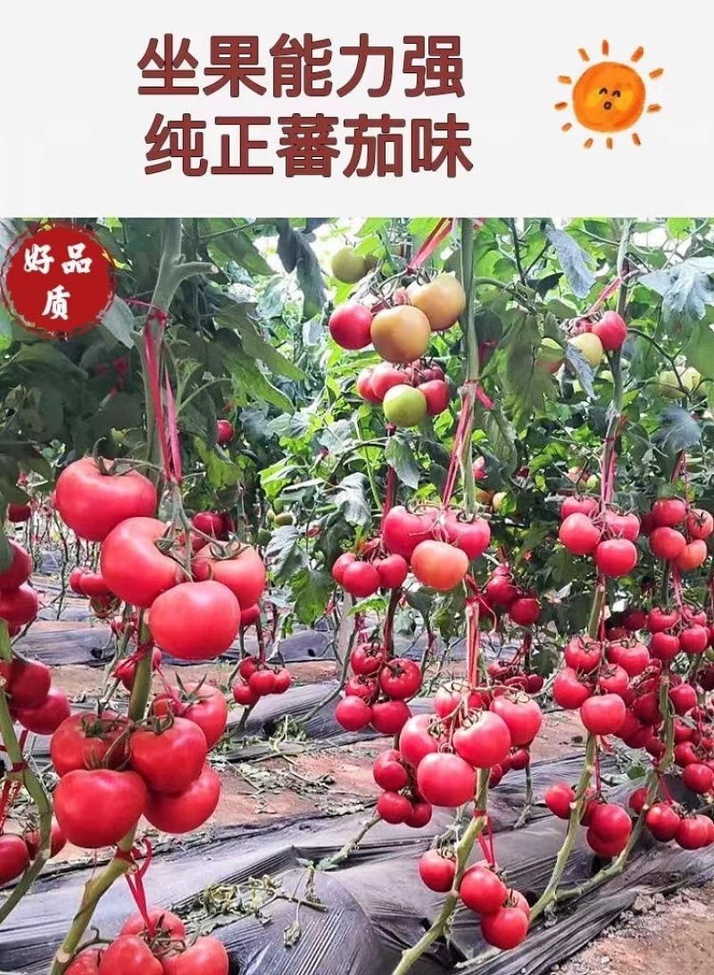 普罗旺斯番茄苗/口感番茄苗/普罗旺斯西红柿苗/西红柿苗