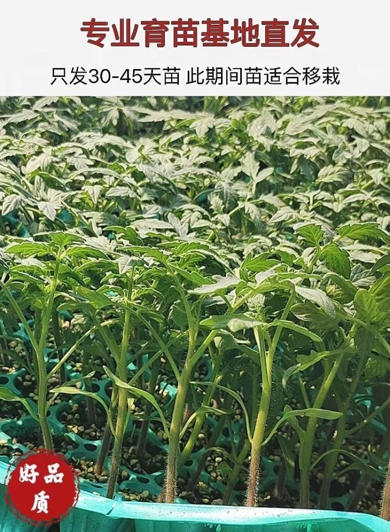 普罗旺斯番茄苗/口感番茄苗/普罗旺斯西红柿苗/西红柿苗