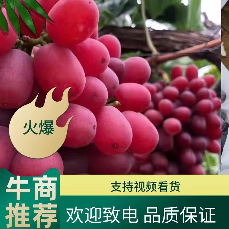 克伦生葡萄，囗感好，肉质脆，价格美丽，量大从优！！！！！