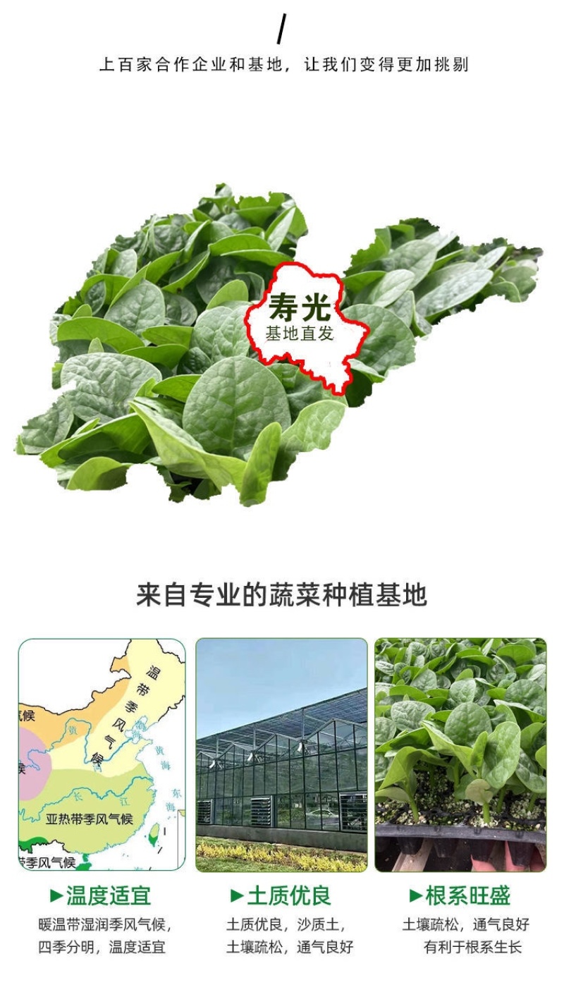 大叶木耳菜苗/叶菜类苗子/好吃的蔬菜苗/种苗