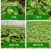 大叶木耳菜苗/叶菜类苗子/好吃的蔬菜苗/种苗