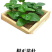 大叶木耳菜苗/叶菜类苗子/好吃的蔬菜苗/种苗