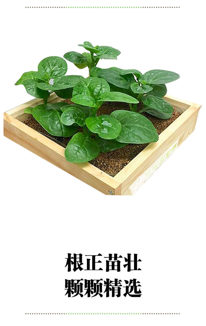 大叶木耳菜苗/叶菜类苗子/好吃的蔬菜苗/种苗