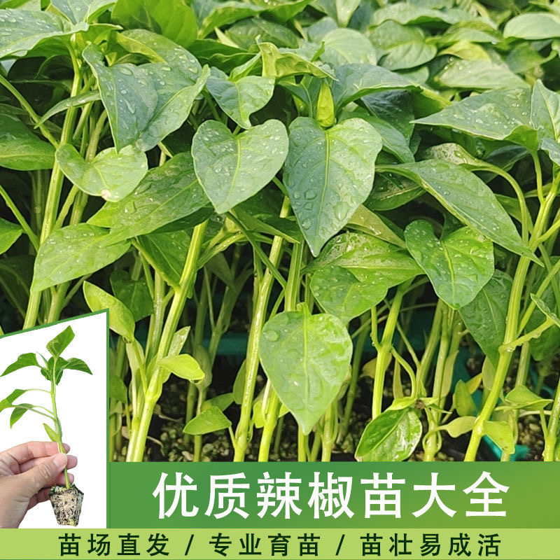 螺丝椒苗尖椒苗牛角椒苗等辣椒苗