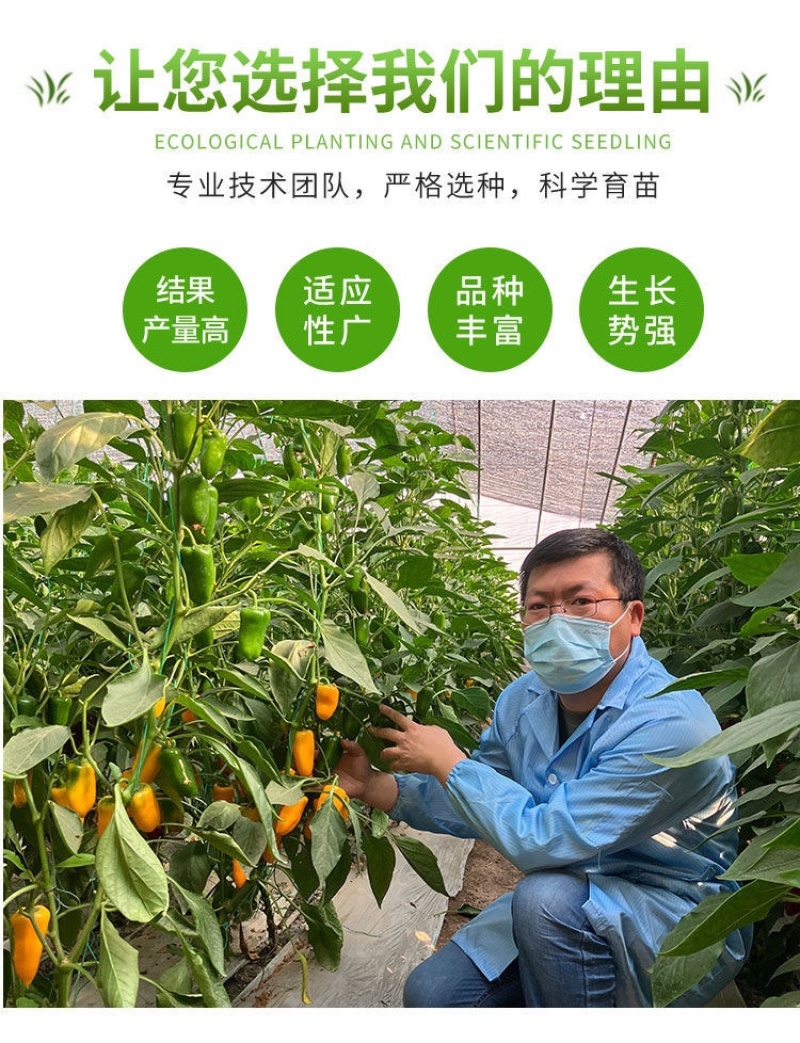 螺丝椒苗尖椒苗牛角椒苗等辣椒苗