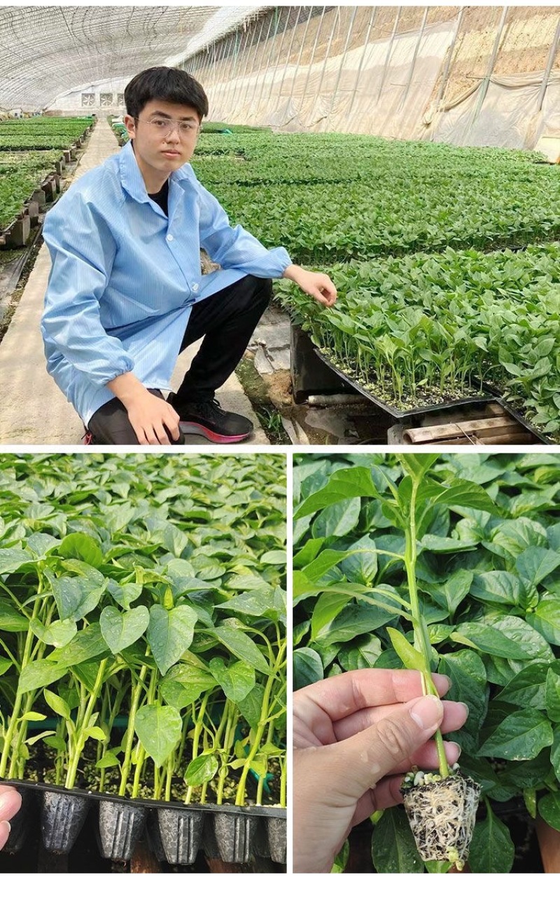 螺丝椒苗尖椒苗牛角椒苗等辣椒苗