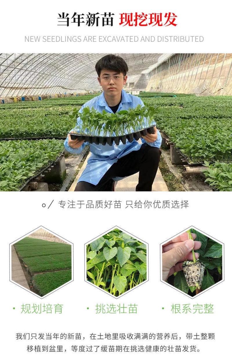 螺丝椒苗尖椒苗牛角椒苗等辣椒苗