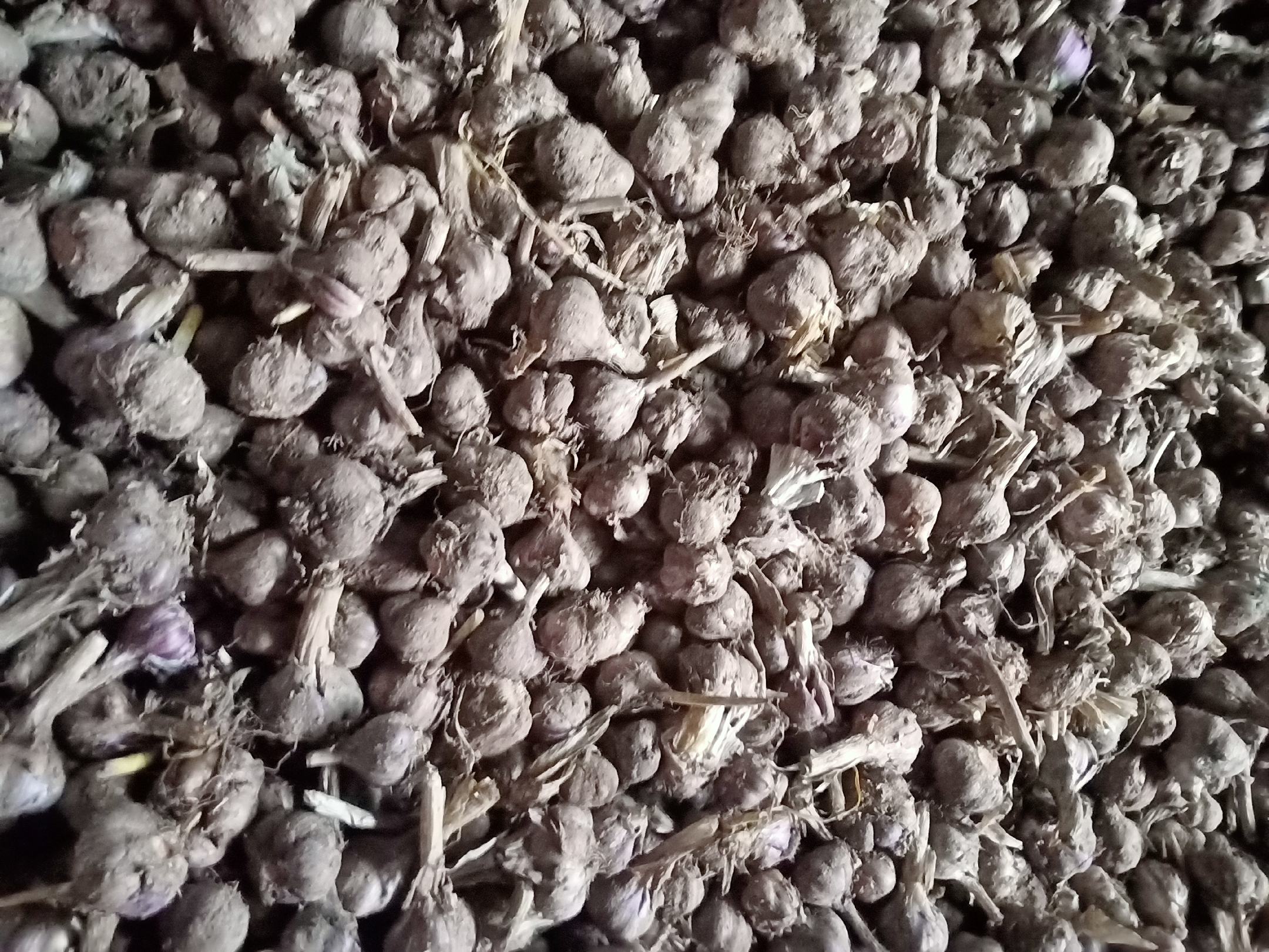 展示紫皮蒜、白皮蒜、独头蒜的外观特征和种植环境差异 大蒜不同品种对比图