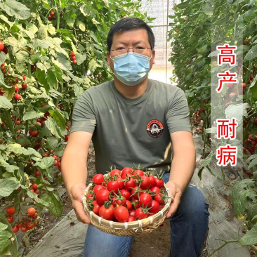 特色小番茄圣女果苗/千禧贝贝/小柿子苗/各种颜色小番茄苗