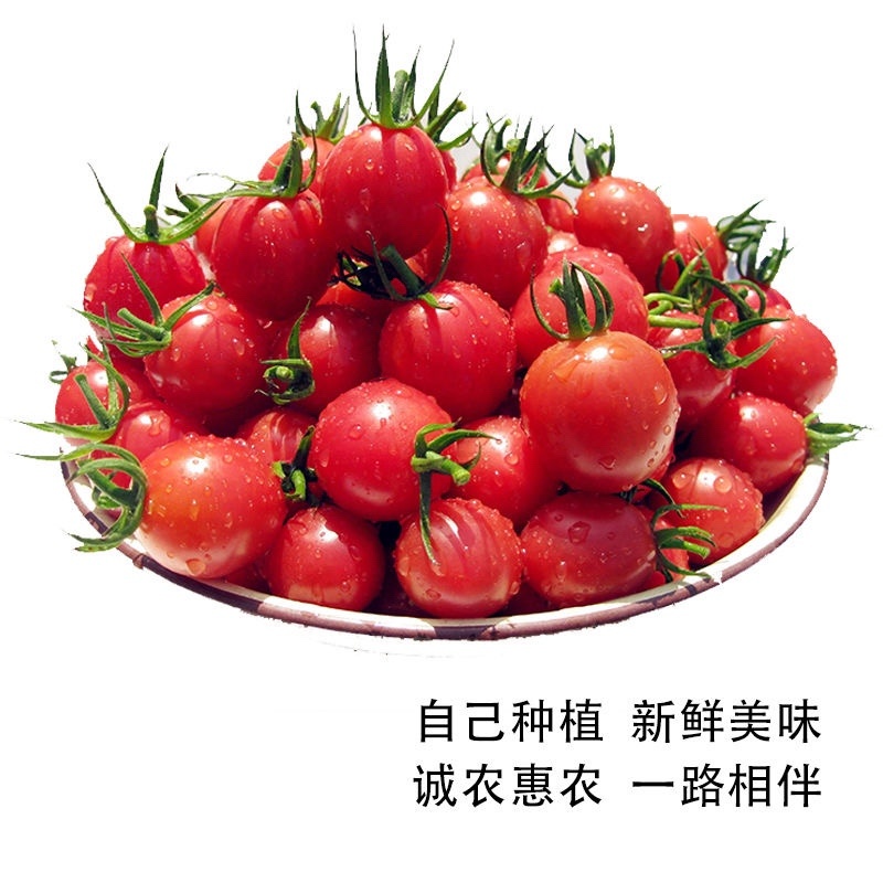 特色小番茄圣女果苗/千禧贝贝/小柿子苗/各种颜色小番茄苗