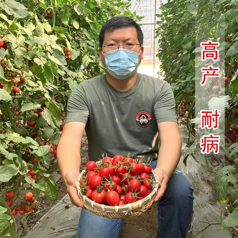 特色小番茄圣女果苗/千禧贝贝/小柿子苗/各种颜色小番茄苗
