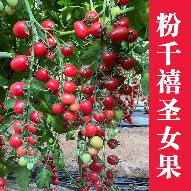 特色小番茄圣女果苗/千禧贝贝/小柿子苗/各种颜色小番茄苗