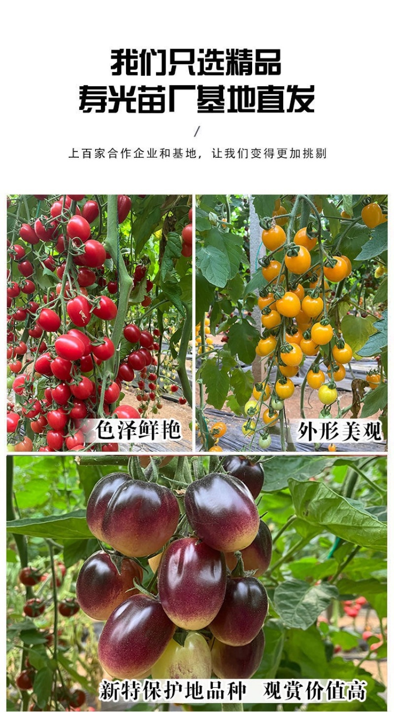 特色小番茄圣女果苗/千禧贝贝/小柿子苗/各种颜色小番茄苗