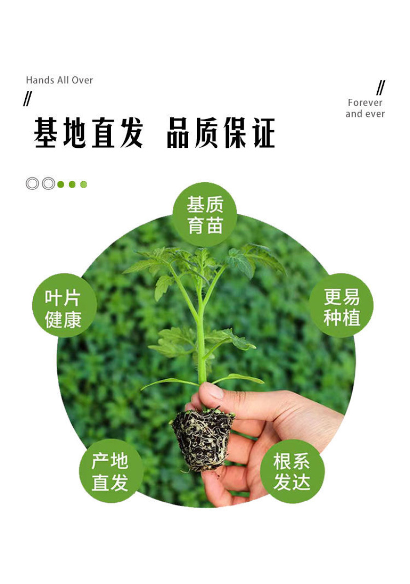 特色小番茄圣女果苗/千禧贝贝/小柿子苗/各种颜色小番茄苗