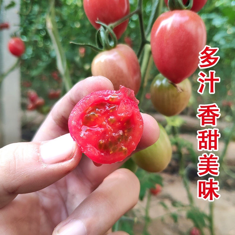 特色小番茄圣女果苗/千禧贝贝/小柿子苗/各种颜色小番茄苗