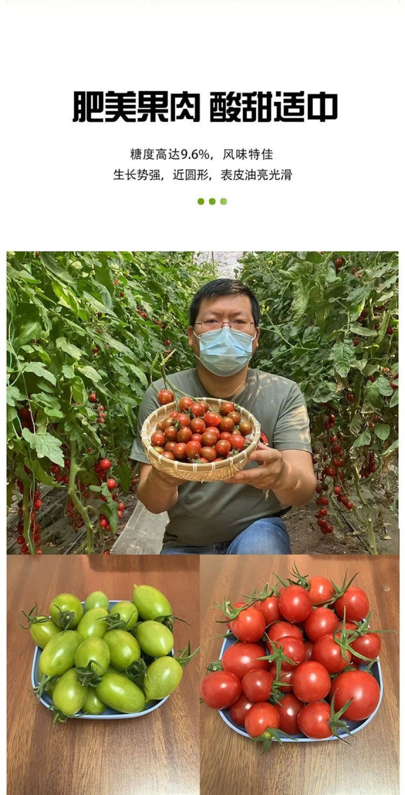 特色小番茄圣女果苗/千禧贝贝/小柿子苗/各种颜色小番茄苗
