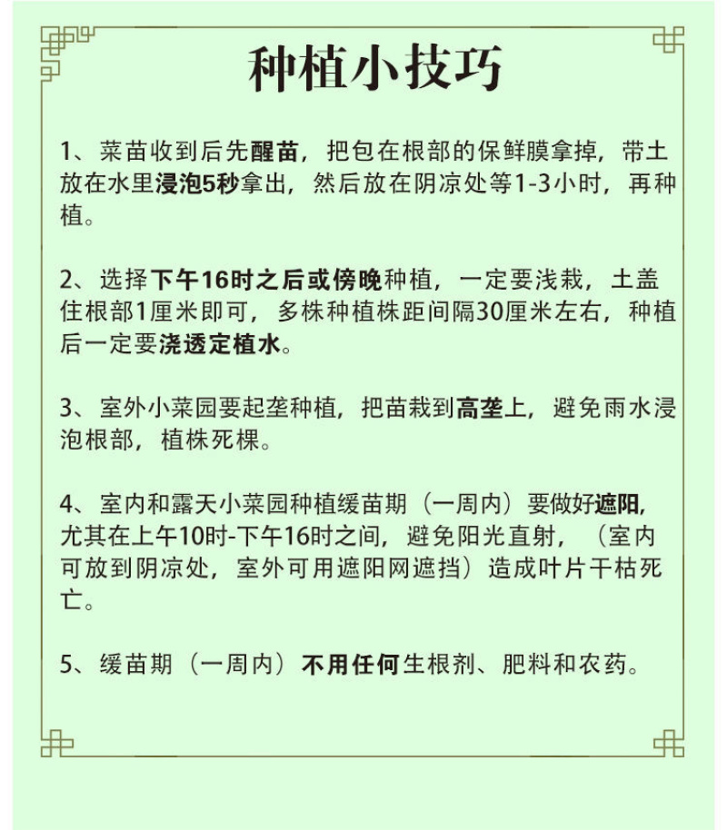 特色小番茄圣女果苗/千禧贝贝/小柿子苗/各种颜色小番茄苗