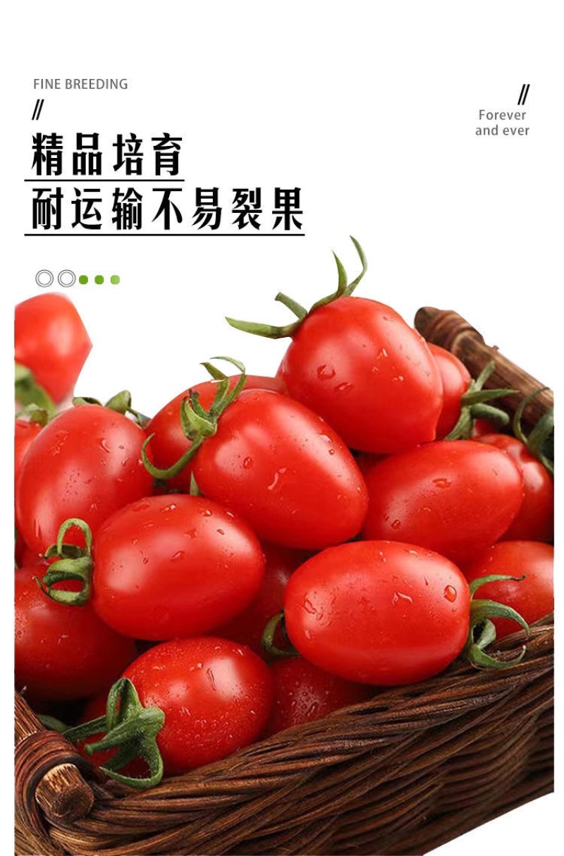 特色小番茄圣女果苗/千禧贝贝/小柿子苗/各种颜色小番茄苗