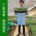特色小番茄圣女果苗/千禧贝贝/小柿子苗/各种颜色小番茄苗