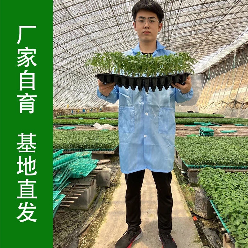 特色小番茄圣女果苗/千禧贝贝/小柿子苗/各种颜色小番茄苗