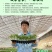 特色小番茄圣女果苗/千禧贝贝/小柿子苗/各种颜色小番茄苗
