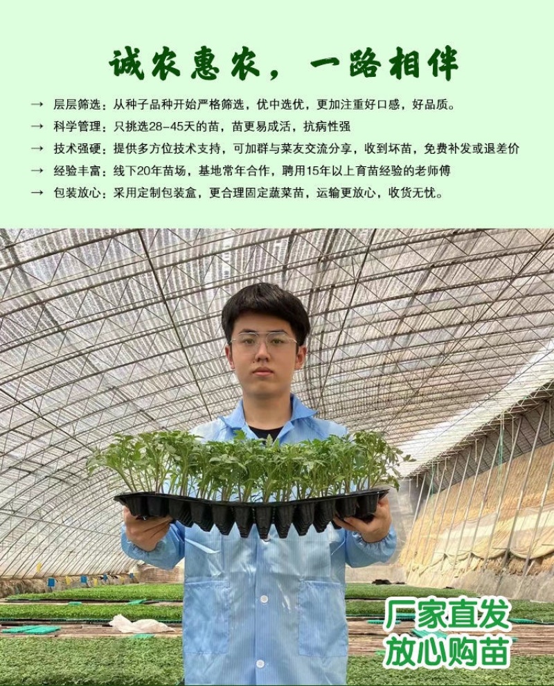 特色小番茄圣女果苗/千禧贝贝/小柿子苗/各种颜色小番茄苗