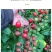 特色小番茄圣女果苗/千禧贝贝/小柿子苗/各种颜色小番茄苗
