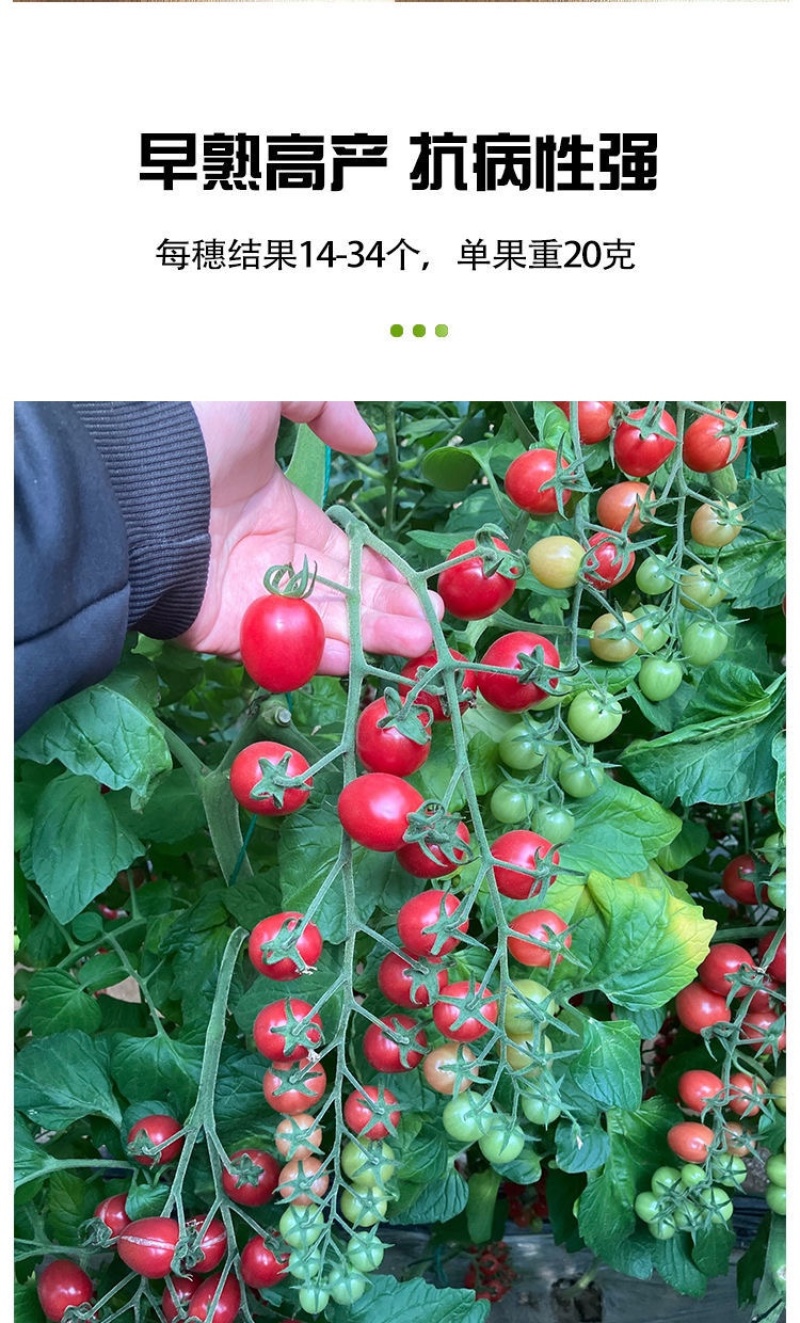 特色小番茄圣女果苗/千禧贝贝/小柿子苗/各种颜色小番茄苗