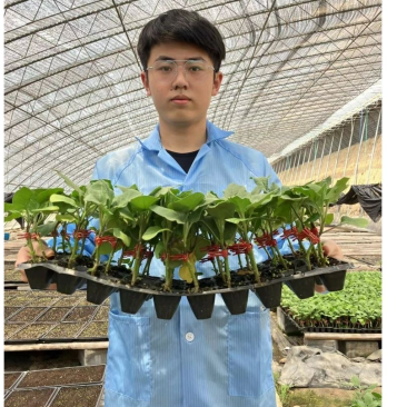 嫁接茄子苗/直根茄子苗/大龙长茄/圆茄/线茄/杭茄/绿茄