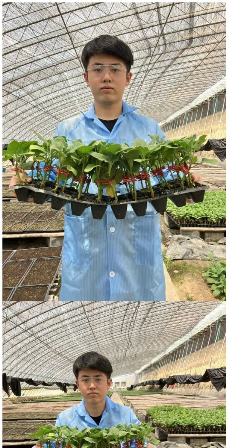 嫁接茄子苗/直根茄子苗/大龙长茄/圆茄/线茄/杭茄/绿茄