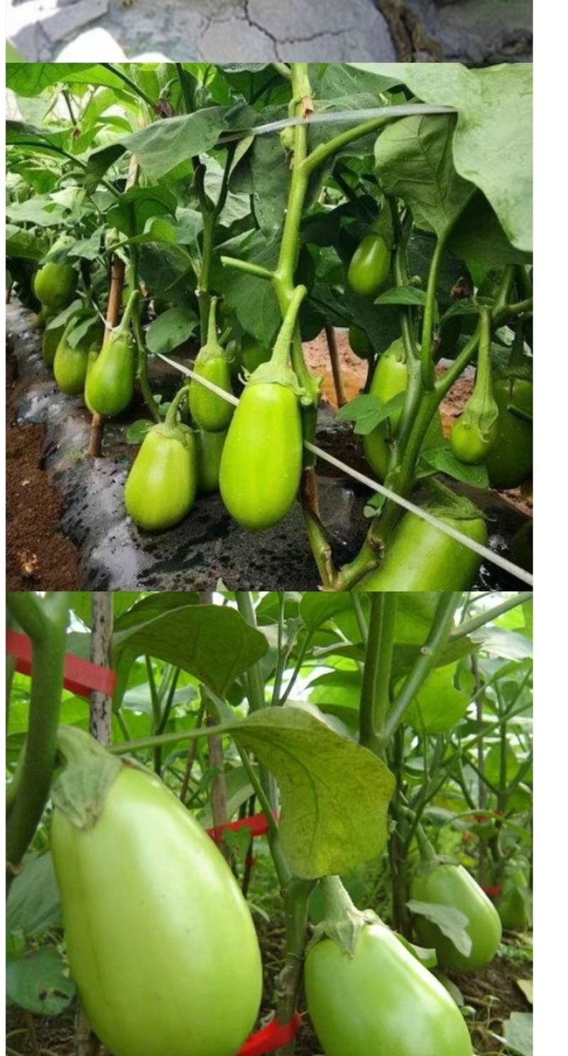 嫁接茄子苗/直根茄子苗/大龙长茄/圆茄/线茄/杭茄/绿茄