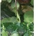 嫁接茄子苗/直根茄子苗/大龙长茄/圆茄/线茄/杭茄/绿茄