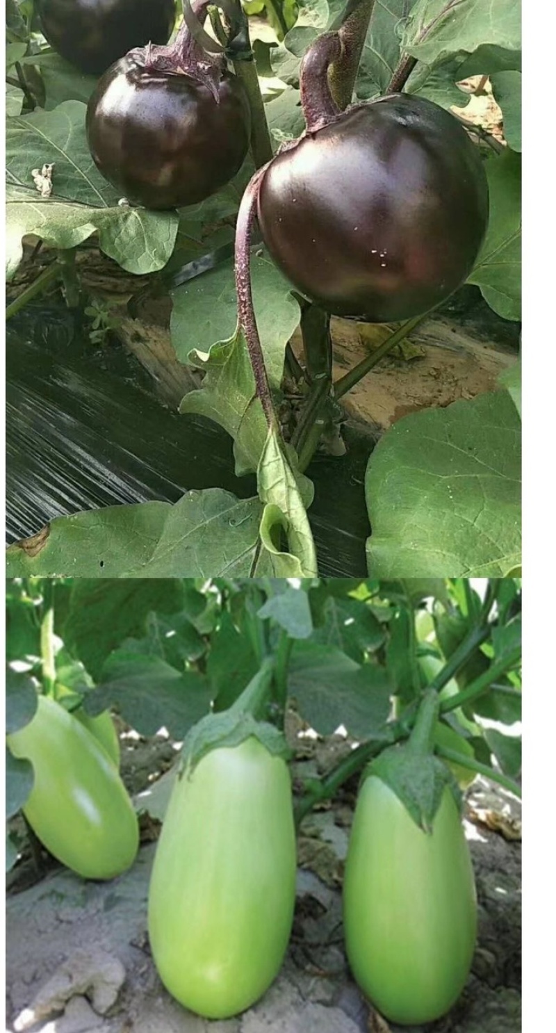嫁接茄子苗/直根茄子苗/大龙长茄/圆茄/线茄/杭茄/绿茄