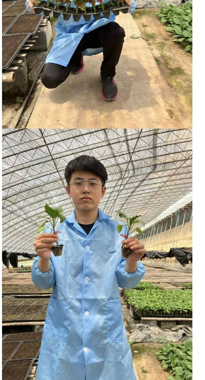 嫁接茄子苗/直根茄子苗/大龙长茄/圆茄/线茄/杭茄/绿茄