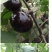 嫁接茄子苗/直根茄子苗/大龙长茄/圆茄/线茄/杭茄/绿茄