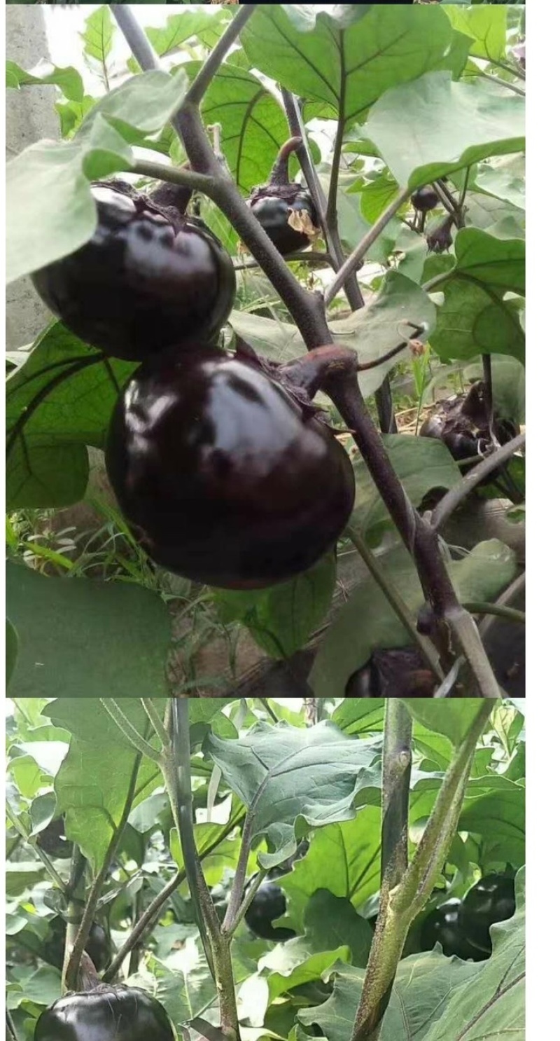 嫁接茄子苗/直根茄子苗/大龙长茄/圆茄/线茄/杭茄/绿茄